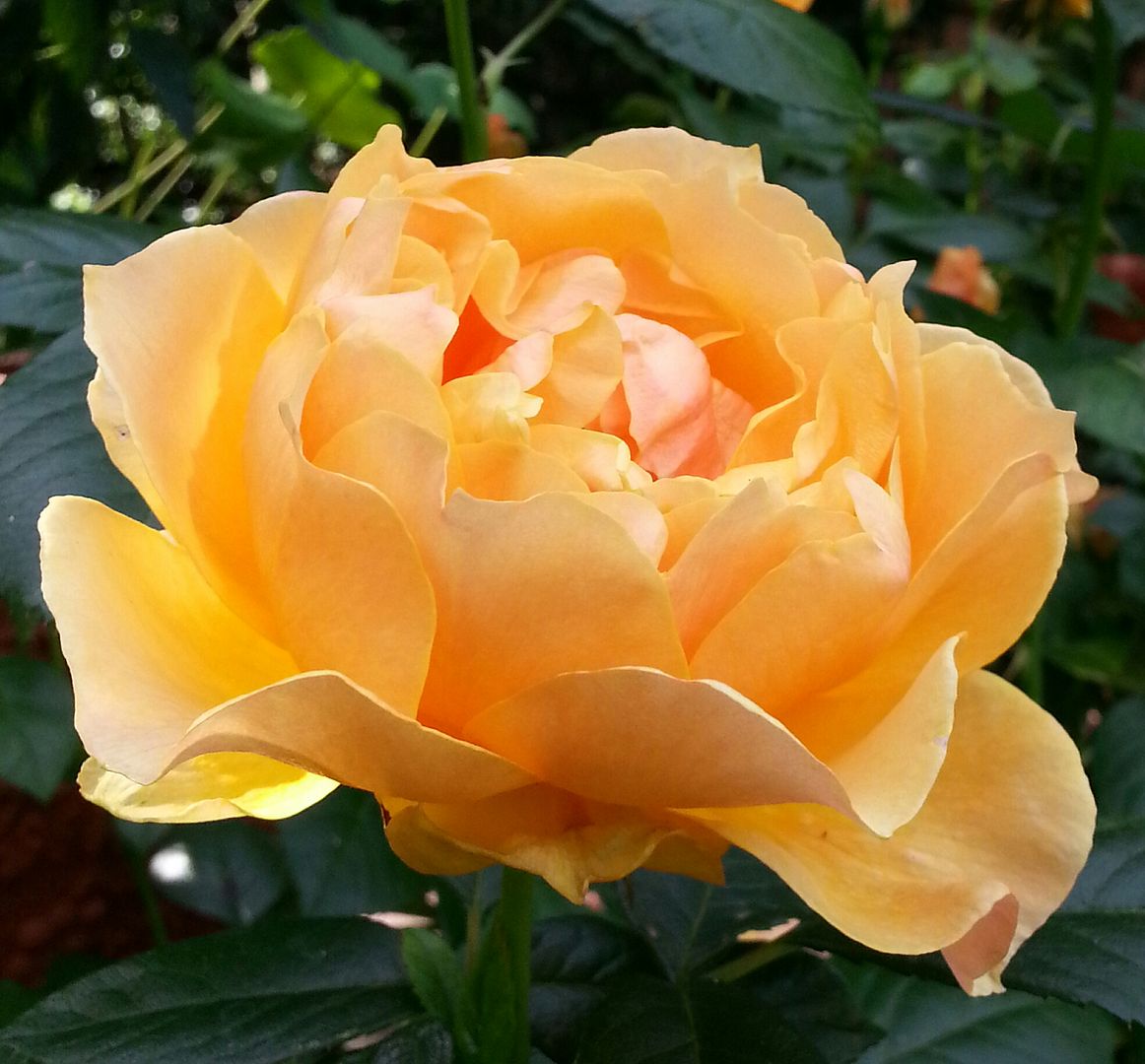  photo 20140625_162516-1_zpscalqdikw.jpg